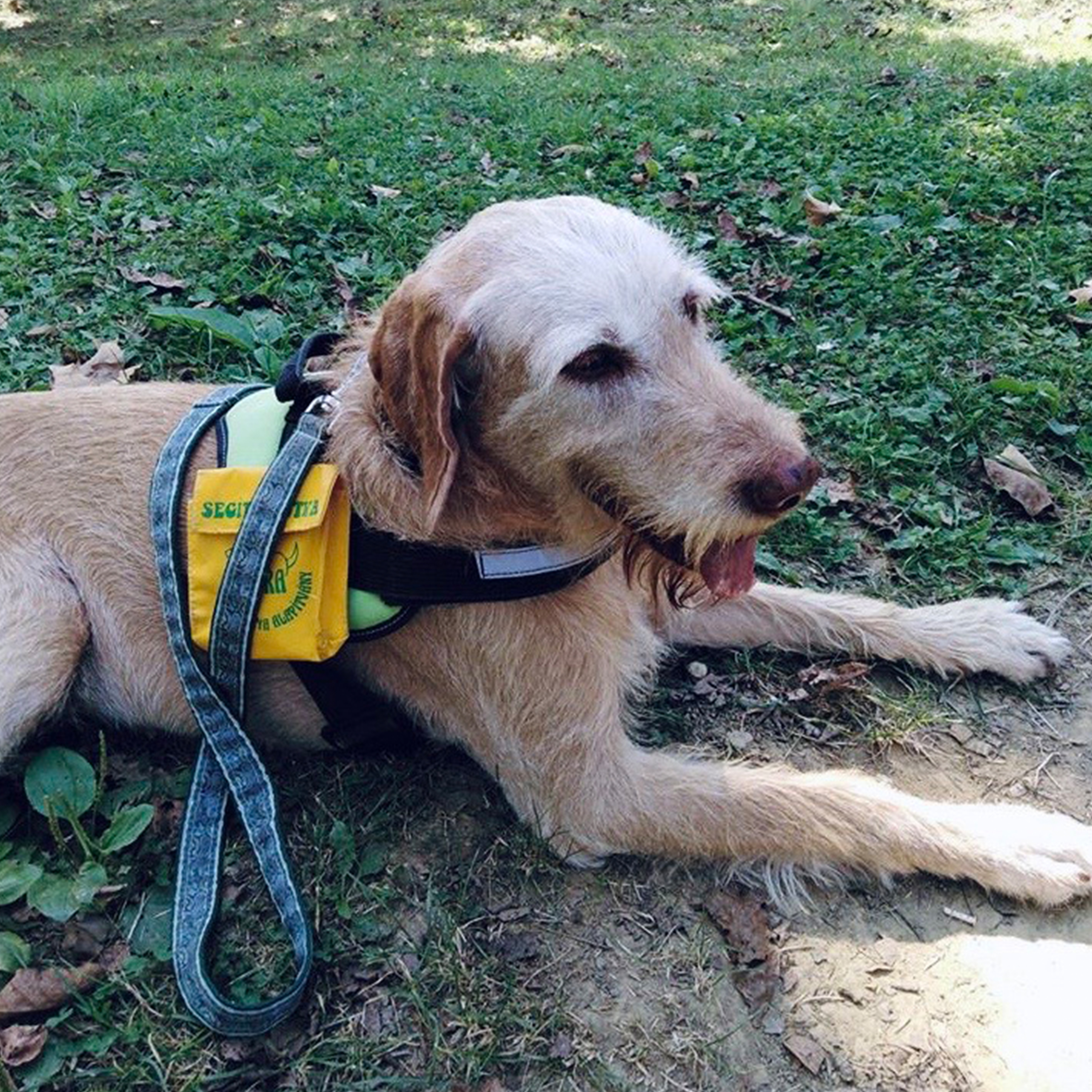 tulipan-rolunk-mese-kutya tulipan-rolunk-mese-kutya